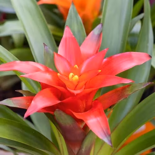 YouGarden Guzmania Ostara Tropical Indoor Houseplant with Orange and Red Flowers, 1 x 12cm Pot – 2