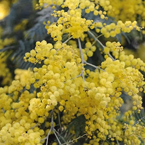 Thompson and Morgan Acacia Mimosa Dealbata Hardy Perennial Garden Plant, 3 x 9cm Pots, Yellow – 4
