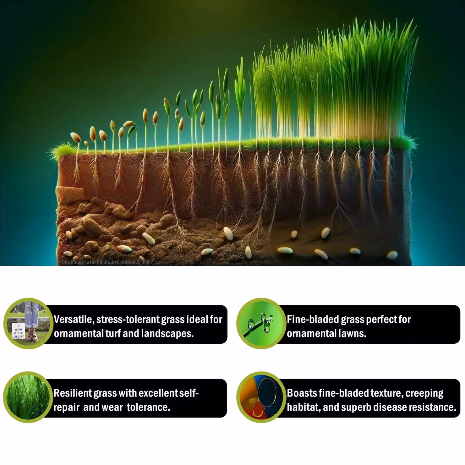 Pegdev Smart Lawn Grass Seed, High-Yield and Resilient for Gardens and Parks, 10g – 3