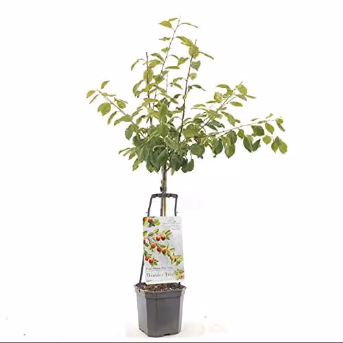 Suttons Victoria Plum Fruit Tree in a 5-Litre Pot – 1