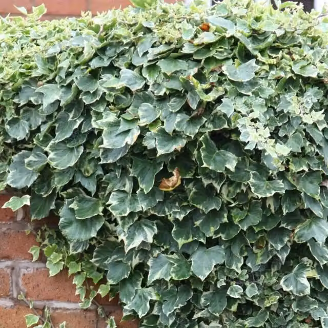 Plant Theory Hedera Helix Glacier Evergreen Vine Climbing Plant, Green
