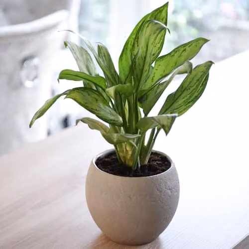 Thompson & Morgan Aglaonema Christina Chinese Evergreen Indoor House Plant with Silvery-Green Variegated Leaves, 2 x 12cm Pots – 1