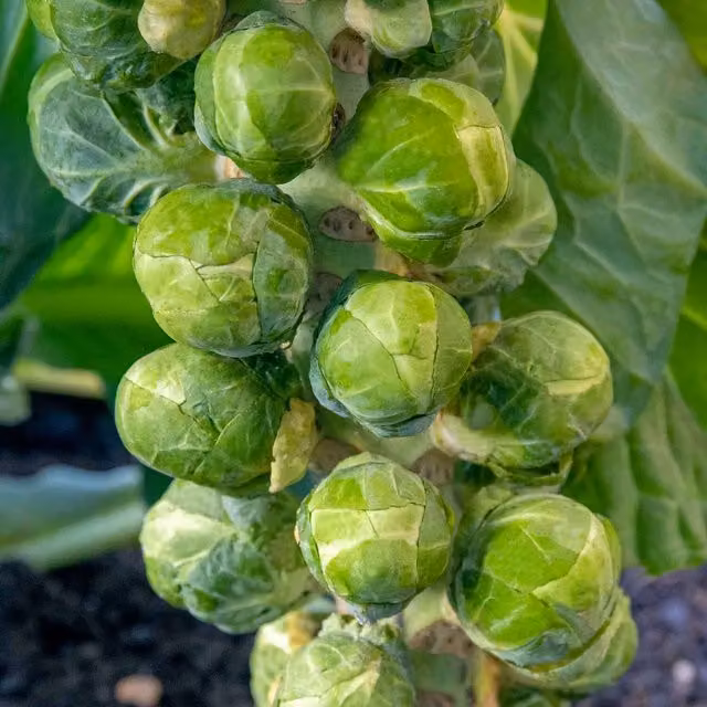 Marshalls Garden Green Spring Vegetable Seeds