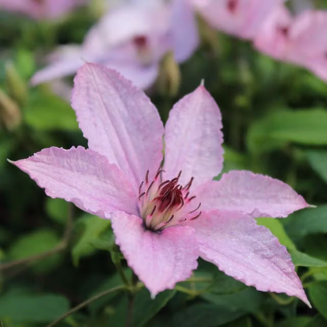 Plants By Post Clematis Hagley Hybrid Climber in Violet Blue