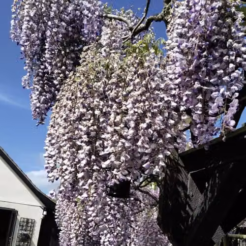 Thompson and Morgan Wisteria sinensis Prolific Climbing Shrub with Blue-Purple Flowers, 1.5 Litre Pot – 3