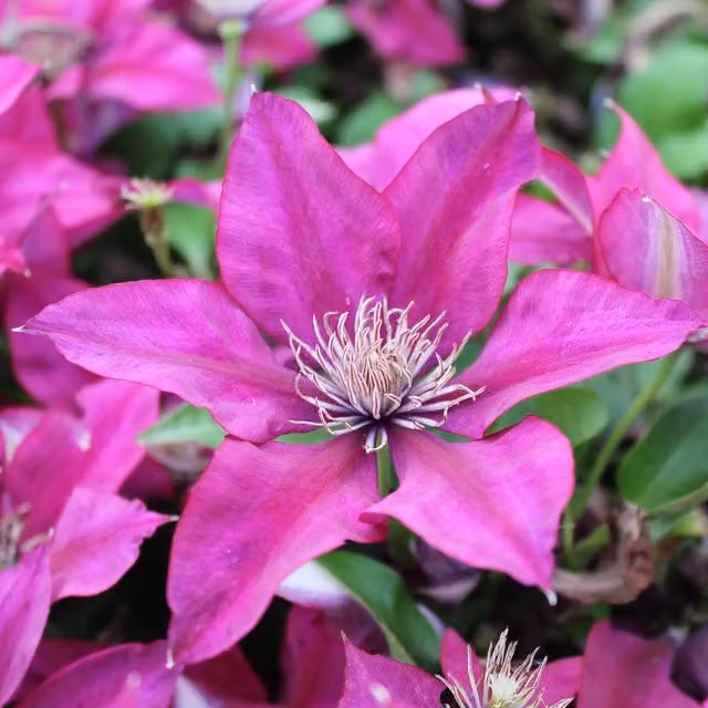 Plants By Post Clematis Picardy Climber Plant, Deep Magenta-Red