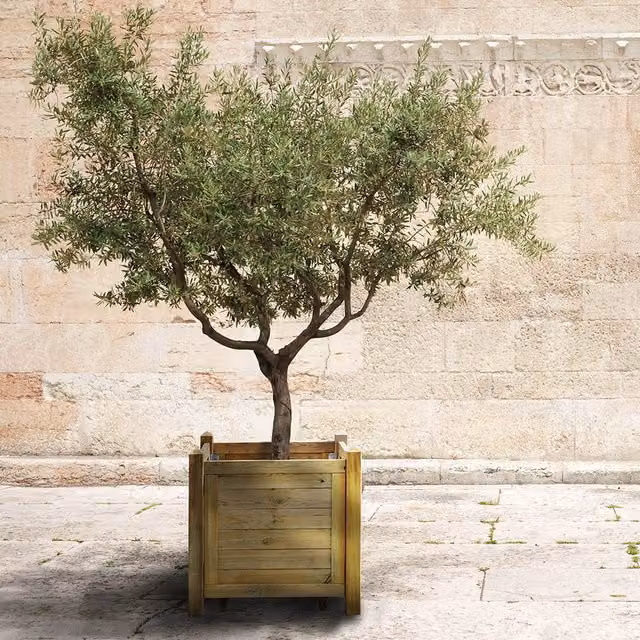 Cerland Iberia Wood Olive Tree Planter Tub in Brown