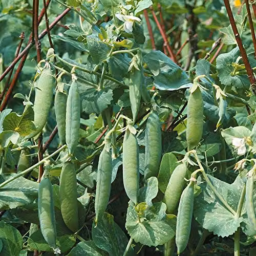 Thompson and Morgan Kelvedon Wonder Pea Garden Seeds, 150 Seeds – 1