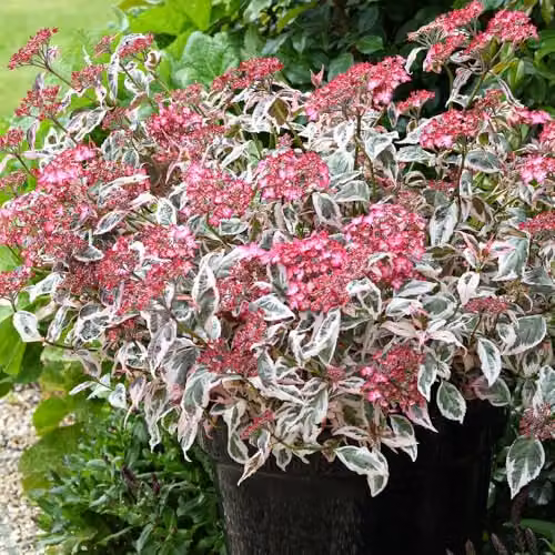 Thompson and Morgan Hydrangea serrata Euphoria Pink Ornamental Shrub with Pink, White and Green Foliage, 15cm Pot – 2