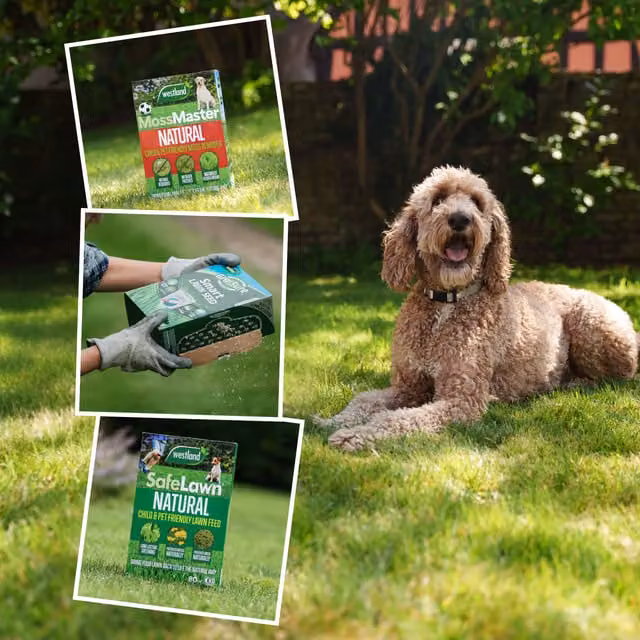 Westland Natural LawnCare Bundle with Moss Master, SafeLawn Feed and Gro-Sure Smart Seed for 80sqm