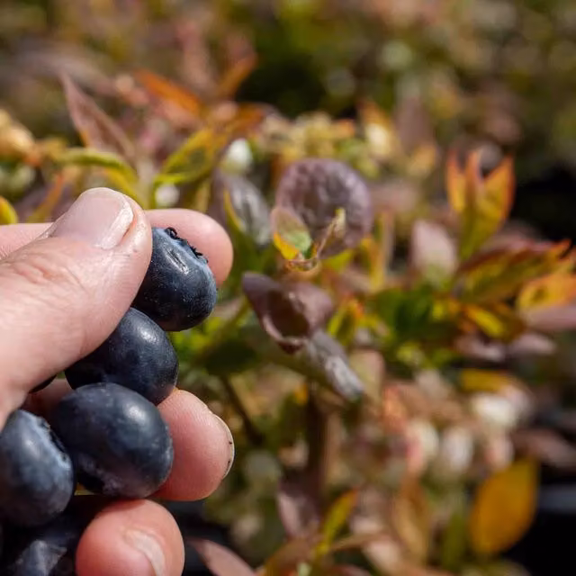 Marshalls Garden Blueberry Goldtraube Blue Berry Bush