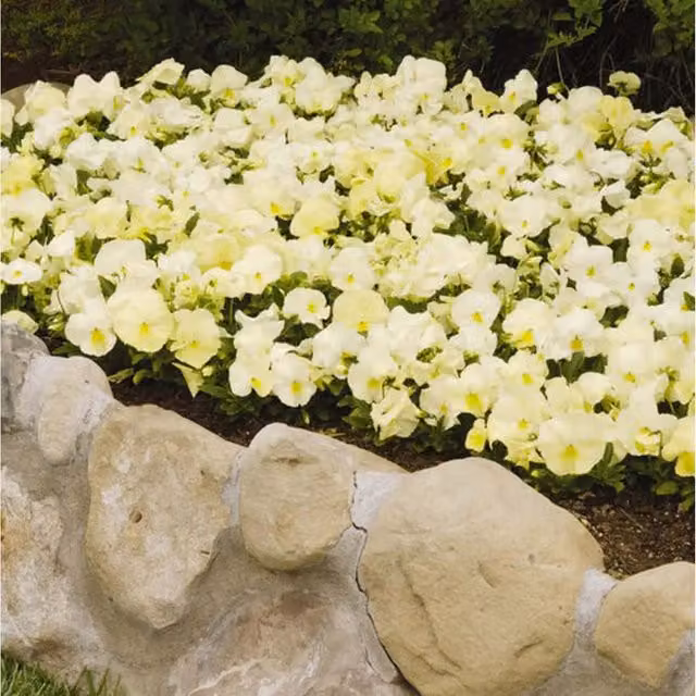 Plants by Post Mixed Pansy and Primrose Garden Ready Bedding Plants, 12 Pack (Yellow and White)