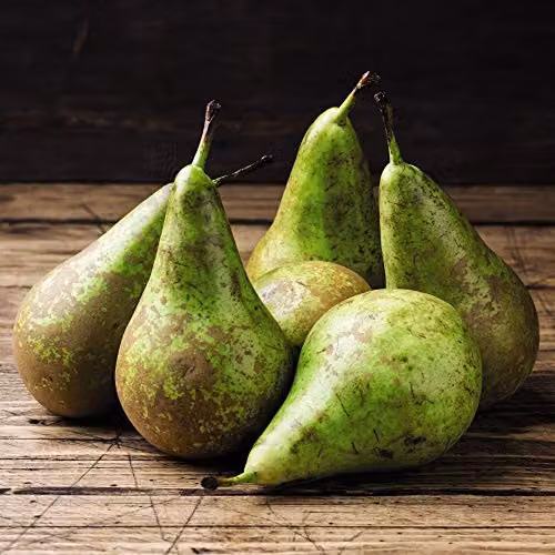 Thompson & Morgan Pyrus Conference Pear Mini Fruit Tree in 9cm Pot – 5