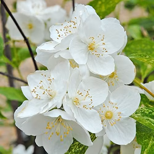 Thompson & Morgan Philadelphus Innocence Hardy Perennial Ornamental Shrub, White and Yellow Flowers, Potted Garden Plant – 1