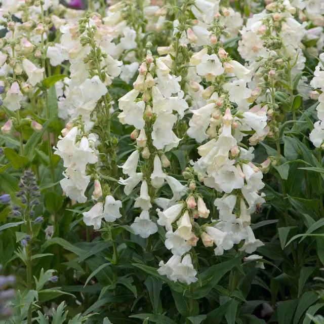 Marshalls Garden Penstemon Arabesque Appleblossom Perennial Plant in Purple, White and Pink