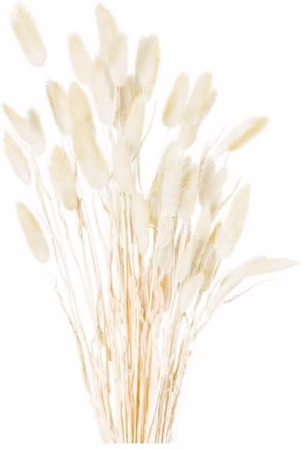 KDMD Lagurus Dried Bunny Tail Grass Bunch in White and Beige