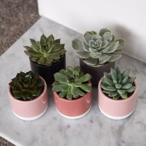 Thompson & Morgan Echeveria Mix of Colourful Succulent Indoor Plants in 5.5 cm Pots – 1