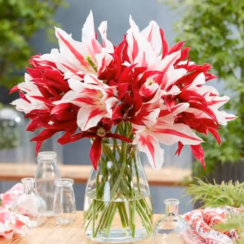 Thompson & Morgan Tulip Lily Flowering Mix Bulbs, Red and White Late Season Bulbs, 8 Bulbs