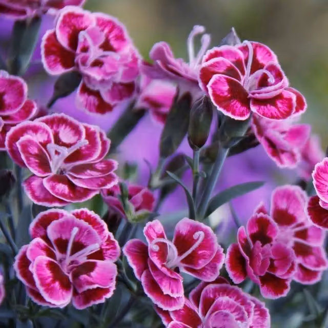 Plant Theory Set of 3 Purple Diantica Dianthus Bedding Plants in 9cm Pots