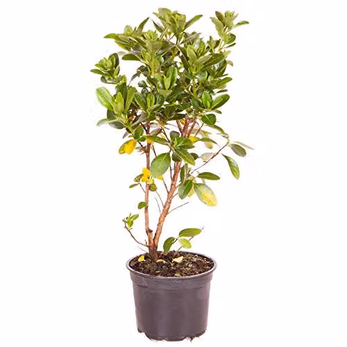 YouGarden Escallonia Pink Elle Evergreen Ornamental Outdoor Garden Shrub in 2L Pot – 3
