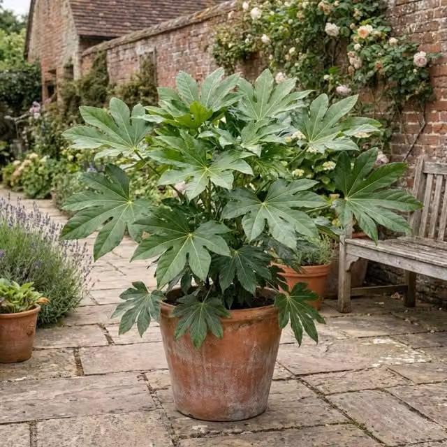 Plants By Post Fatsia Japonica Ornamental Architectural Shrub, Emerald Green, 7.5L Pot