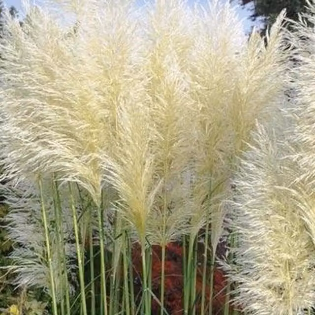Direct Plants Cortaderia Selloana White Pampas Grass Perennial in a Pot