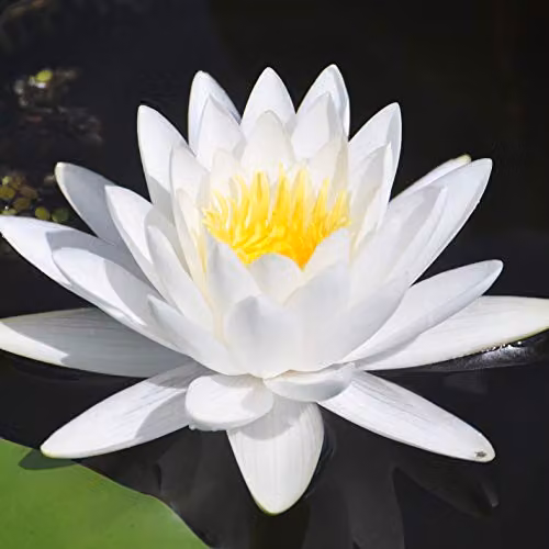 YouGarden White Nymphaea Albida Deep Water Lily Planting Kit – 2