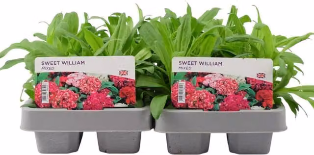 Plants by Post Sweet William Mixed Perennial Garden Flowers, 12 Plants