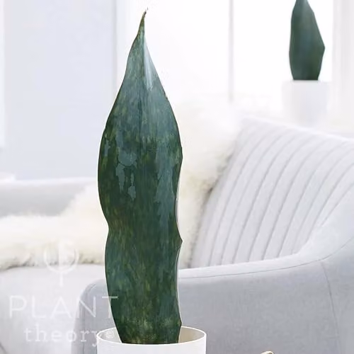 Plant Theory Sansevieria Masoniana Victoria Mother in Law's Tongue Indoor Plant in a 12cm Green Plastic Pot