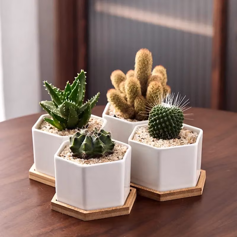 Simpa 6-Piece White Hexagonal Ceramic Tabletop Plant Pots with Bamboo Bases – 3