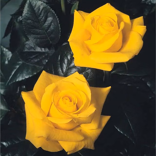 Plants By Post Golden Wedding Rose Bush, Deep Golden Yellow Ornamental Shrub