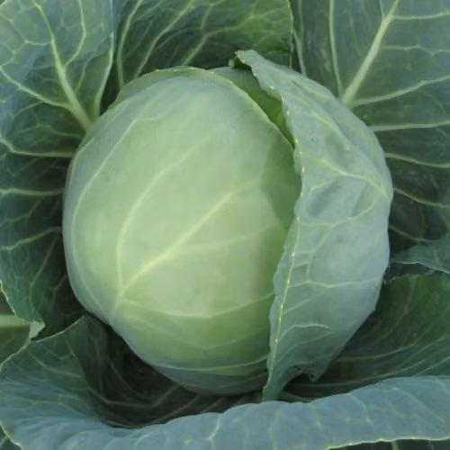 Thompson & Morgan Cabbage Prestar F1 Seeds, Green Summer Cabbage, 25 Seeds – 1