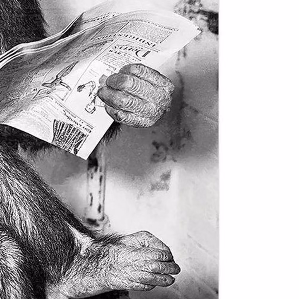 Ada Ingram Chimp News Paper Poster in Black – 2