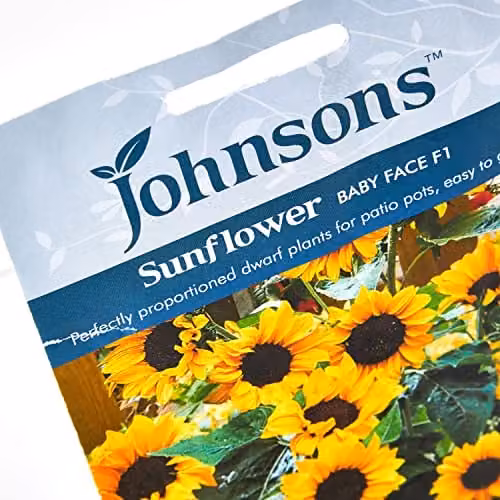 Johnsons Sunflower Baby Face F1 Yellow Flower Seeds – 3
