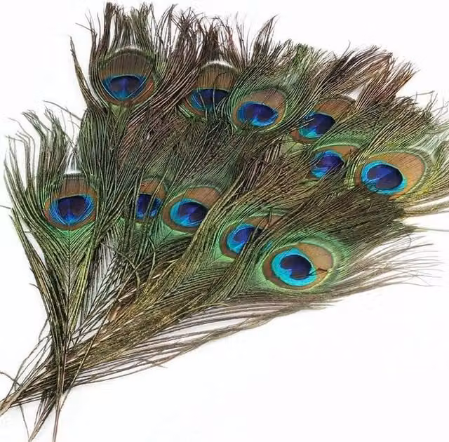 SPETLEK Natural Multicolour Peacock Tail Feathers for DIY Craft and Art Projects