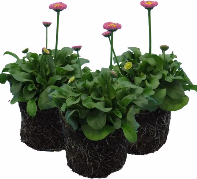 Plants by Post Bellis perennis Rose Pink Perennial Spring Flowers, Pack of 3, 10.5cm Pots