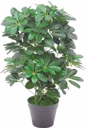 Leaf Potted Artificial Schefflera Arboricola Plant in Green and Gold, Height: 55 cm – 1