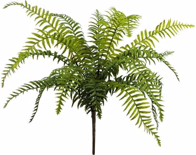 Leaf Design UK Artificial Boston Fronded Fern Plant, Green, Height: 50 cm – 1
