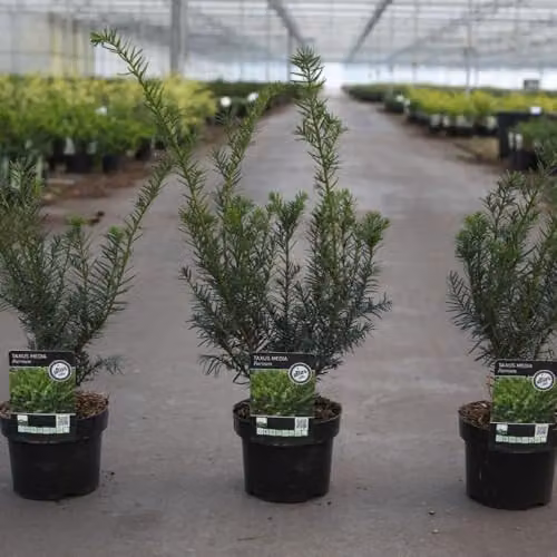 Thompson and Morgan Taxus Media Farmen Compact Evergreen Yew Shrub, Green, 2 Litre Pot
