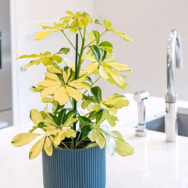 Plant Theory Schefflera Arboricola Melanie Umbrella Tree Indoor Plant in 8.5cm Pot, Green and Yellow