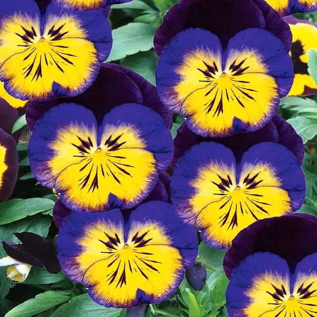 Unwins Carneval Midnight Glow F1 Viola Flower Seeds, Multicolour and Green