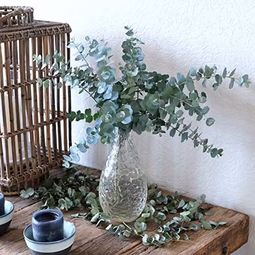 Thompson and Morgan Eucalyptus Azura Cider Gum Hardy Ornamental Tree, 2 x 9cm Potted Plants, Silver Blue Green – 2
