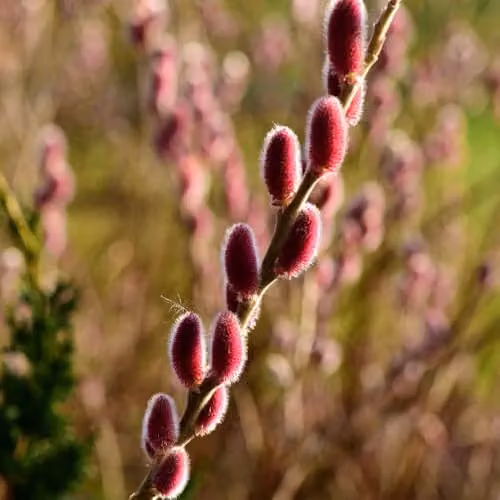 Thompson & Morgan Salix gracilistyla Mount ASO Pink Willow Ornamental Shrub, 7.5 Litre Pot – 2