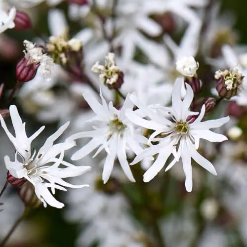 Thompson and Morgan Lychnis Flos-Cuculi White Robin Hardy Perennial, 1 Litre Pot – 2