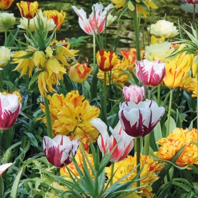 Plants By Post Multicolour Painters Choice Tulip Bulbs, Pack of 20
