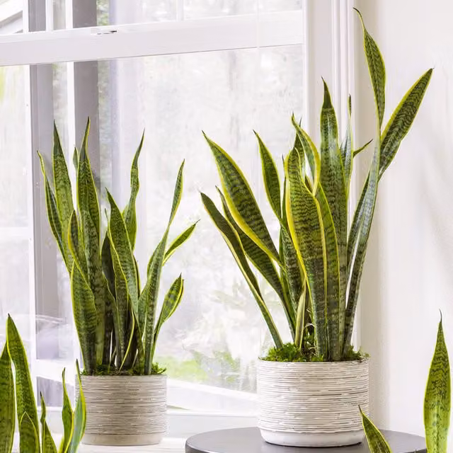 GardenersDream Sansevieria Laurentii Exotic Indoor House Plant, Green and Yellow Striped Foliage, Height: 75 cm