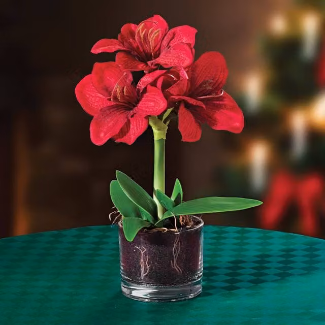 Coopers of Stortford Artificial Red Amaryllis Plant in a Glass Pot
