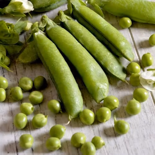 Thompson & Morgan Pea Telephone Heirloom Maincrop Climbing Variety Vegetable Seeds – 1