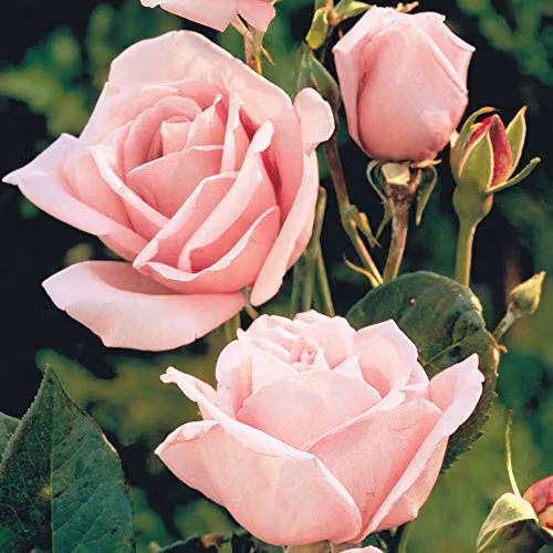 Thompson & Morgan Pink Queen Elizabeth Rose Bare Root Shrub for Ornamental Gardens – 2