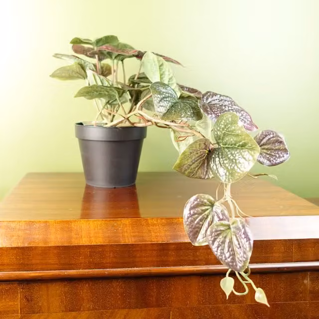 Realistic Purple Trailing Pothos Artificial Plant in Black Pot